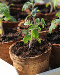 Biodegradable plant pots with seedlings. 6cm round. Ideal for planting seeds, seedlings and cuttings with no repotting. 100% Sphagnum peat becomes completely integrated with the root system and is transplanted with the plant protecting the sensitive young seedlings from transplant shock.