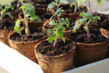 biodegradable plant pots with seedlings